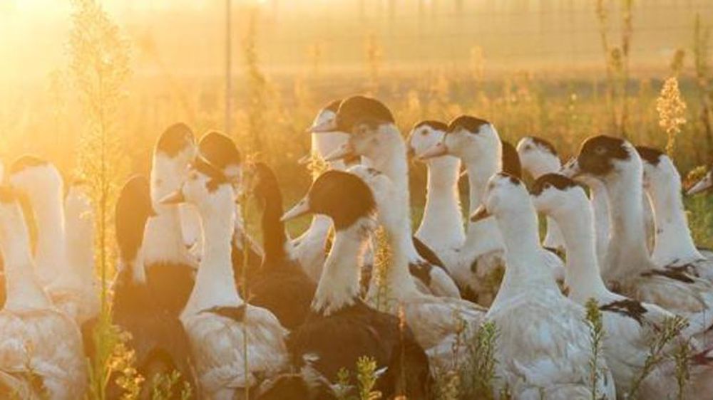 L’UE autorise 65 millions d’euros d’aides