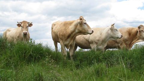 Les montants des aides bovines sont fixés Les montants des aides bovines sont fixés