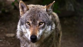 Unanimité contre le plan loup Unanimité contre le plan loup
