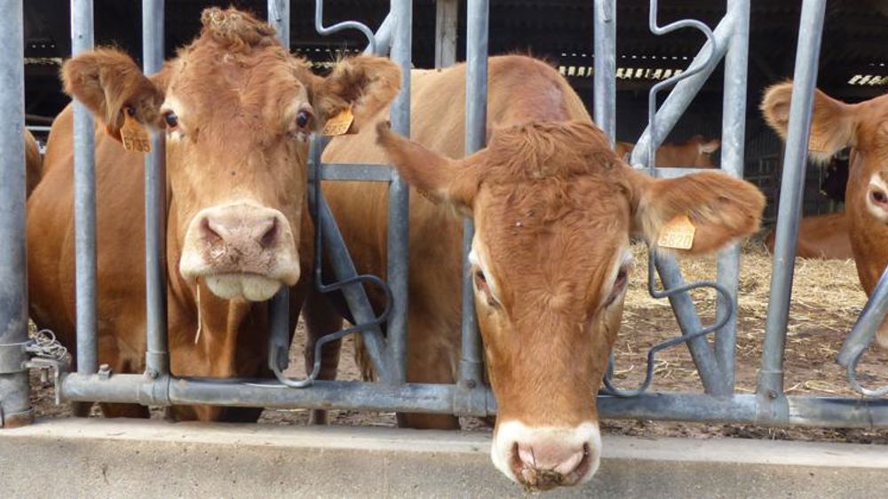 Seuls les abattages de femelles allaitantes ont progressé en 2017