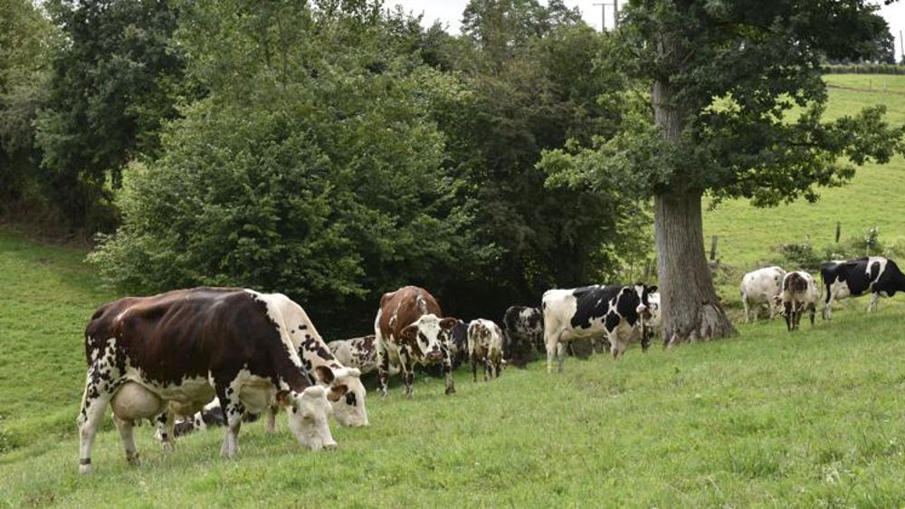 Les aides bovines en paiement
