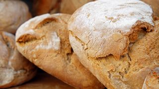 75 lignées de blé testées face à la sensibilité au gluten 75 lignées de blé testées face à la sensibilité au gluten