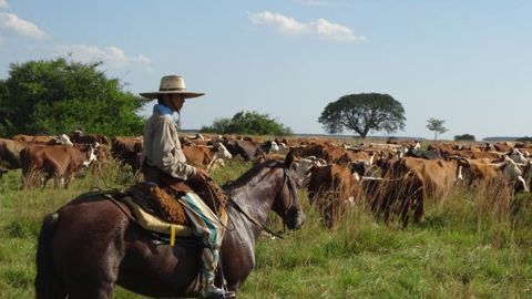 Levée de boucliers contre une surenchère en viande bovine Levée de boucliers contre une surenchère en viande bovine
