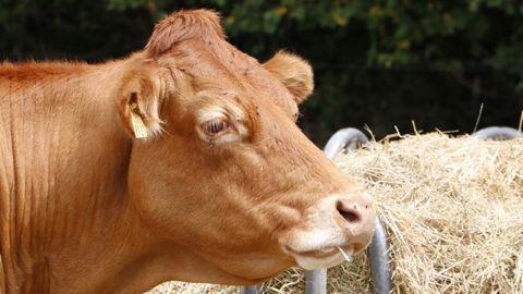 Échappée de l’abattoir, on lui offre 50 000 euros pour sa retraite Échappée de l’abattoir, on lui offre 50 000 euros pour sa retraite