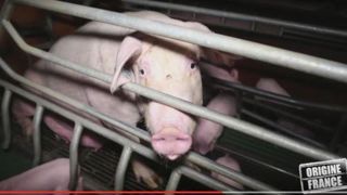La justice déboute la filière porcine La justice déboute la filière porcine