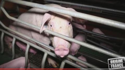 La justice déboute la filière porcine La justice déboute la filière porcine