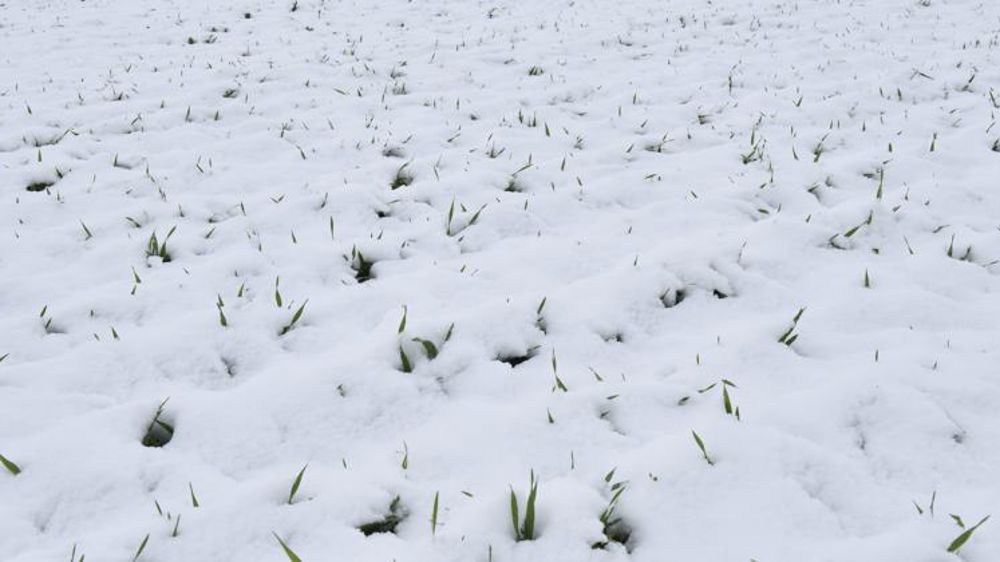 Céréales stables, colza boosté