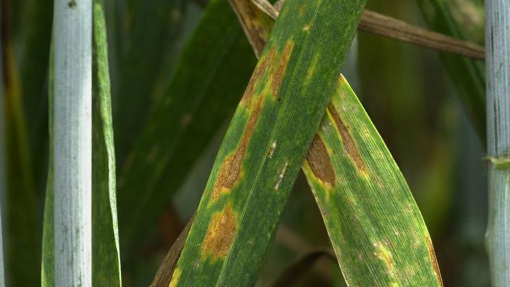 Vers des blés plus résistants ?