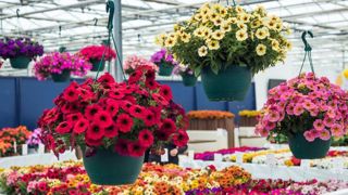 Les FlowerTrials vont reprendre du service. Vingt-neuf sites aux Pays-Bas et en Allemagne vont permettre à 61 firmes, dont trois françaises, de présenter leurs innovations, surtout des plantes en pots et à massifs, aux visiteurs internationaux. ©Fleuroselect Les FlowerTrials vont reprendre du service. Vingt-neuf sites aux Pays-Bas et en Allemagne vont permettre à 61 firmes, dont trois françaises, de présenter leurs innovations, surtout des plantes en pots et à massifs, aux visiteurs internationaux. ©Fleuroselect