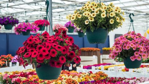 Les FlowerTrials vont reprendre du service. Vingt-neuf sites aux Pays-Bas et en Allemagne vont permettre à 61 firmes, dont trois françaises, de présenter leurs innovations, surtout des plantes en pots et à massifs, aux visiteurs internationaux. ©Fleuroselect