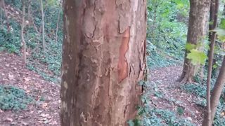 Neofusicoccum parvum provoque des dégats proches de ceux du chancre coloré : arbres morts sur pied, jaunissement du feuillage, réduction de la taille des feuilles, diminution de la densité foliaire, traces violacées sur le tronc, nécroses sous-corticales de couleur brun chocolat. ©F. Maire Neofusicoccum parvum provoque des dégats proches de ceux du chancre coloré : arbres morts sur pied, jaunissement du feuillage, réduction de la taille des feuilles, diminution de la densité foliaire, traces violacées sur le tronc, nécroses sous-corticales de couleur brun chocolat. ©F. Maire
