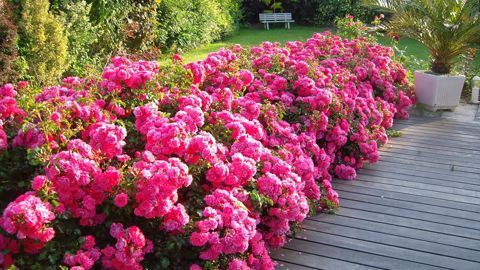 La floraison des Decorosiers est abondante de mai jusqu’aux premières gelées, et chaque pied « peut donner jusqu’à 3000 fleurs par an». ©Verdia