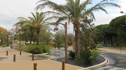 Alors que la pandémie n’a pas permis à la principauté de Monaco d’organiser en décembre son habituelle réunion d’information sur les ravageurs des palmiers, un état des lieux a été dressé pour garder le lien entre gestionnaires d’espaces verts. ©P. Fayolle