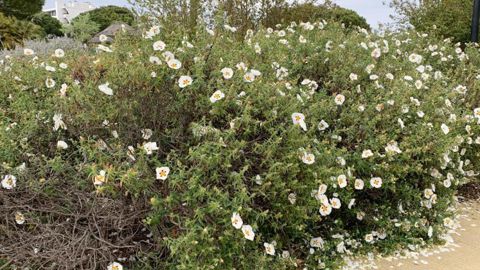 Un fonds va financer des activités d’inventaire, de caractériser, d’évaluer, de conserver et d’assurer une gestion pérenne, sans oublier de valoriser la biodiversité des plantes cultivées. ©O. Maillard