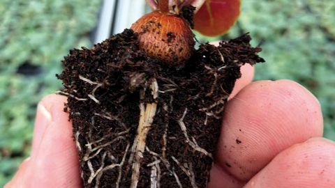 L’enracinement fait partie des étapes clés pour une culture réussie de cyclamens. © Cyclamen Morel