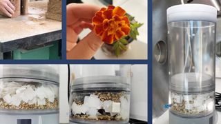 En août et septembre 2021, l’astronaute Thomas Pesquet et tous les Terriens pourront comparer la croissance d’un œillet d’Inde avec et sans gravité. ©Eklo