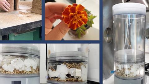 En août et septembre 2021, l’astronaute Thomas Pesquet et tous les Terriens pourront comparer la croissance d’un œillet d’Inde avec et sans gravité. ©Eklo