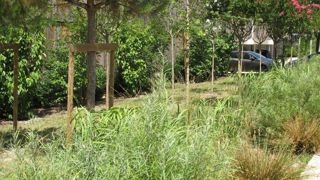 Les noms « préférés, synonymes et noms commerciaux » de près de 45 000 plantes ligneuses et 30 000 vivaces sont répertoriés dans la  « Liste des noms des plantes ligneuses » et « Liste des noms des vivaces » mises à jour récemment sous l’égide de l’ENA.©P. Fayolle