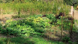 Les Français cultivent leur potager par passion, se transmettent les savoir-faire de génération en génération et disposent en moyenne de 7,2 espèces dans leur jardin, tomates en tête. ©O.Maillard