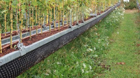 Parmi les sujets de formation l’an prochain, l’institut Astredhor abordera les méthodes alternatives de désherbage ou la végétalisation comme alternative au désherbage chimique… ©Odile Maillard