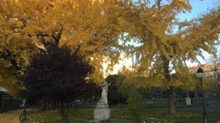 Pour pérenniser les vieux arbres, ce n’est pas tant la partie aérienne qu’il faut soigner, mais le système racinaire, notamment grâce au paillage. ©Pascal Fayolle.