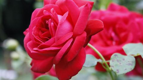 Variétés résistantes aux maladies, faciles d’entretien, résistantes à la sécheresse… le rosier possède plusieurs atouts pour convaincre les consommateurs, à condition de travailler sur son image. ©Léna Hespel