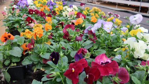 Entre fin des bisannuelles, début des annuelles et préparation du plus long terme, les producteurs se trouvent arrêtés en pleine activité. Faut-il jeter ? Faut-il croire à une sortie et poursuivre le travail en gardant les salariés ? ©Odile Maillard