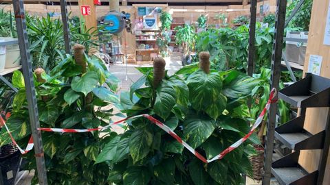 187 jardineries et LISAS ont répondu à l’enquête de Val’Hor. Elles ont déclaré pour la semaine 12 une baisse de chiffre d’affaires de 74 %. ©François Arnould