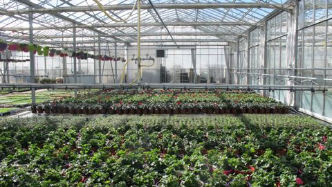 « Il est nécessaire d’agir pour sauver la filière toute entière menacée de disparition, notamment du fait des conséquences du coronavirus Covid-19 », estime Gilles Baron, d’Horti-Fleurissement-Conseils. ©Pascal Fayolle