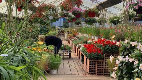 Nombre d’horticulteurs détaillants ont très mal vécu la période du « confinement 2020 », avec des serres pleines à craquer, des interdictions, restrictions et inéquités dans les autorisations (ou pas) de vendre. ©O. Maillard