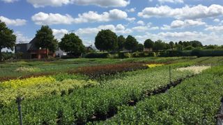 Quatre organismes ont recensé les pertes dans 17 pays européen dont la Belgique où a été prise cette photo : en tout, plus de 4 milliards d’euros ont été perdus. ©L. Hespel