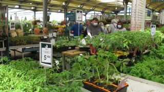 Comment vont se comporter les acheteurs de fleurs cet automne et cet hiver ? Pour le moral de toutes et tous, nous espérons un reconfinement très court. Mais en attendant, dans quel état d’esprit vous trouvez-vous ? ©P. Fayolle