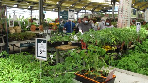 Comment vont se comporter les acheteurs de fleurs cet automne et cet hiver ? Pour le moral de toutes et tous, nous espérons un reconfinement très court. Mais en attendant, dans quel état d’esprit vous trouvez-vous ? ©P. Fayolle