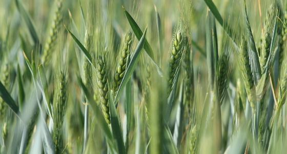 La Chine souhaite développer la production agricole afin de renforcer l'autosuffisance chinoise, notamment céréalière