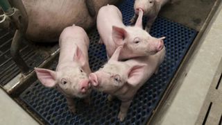 La plainte contre la TVA allemande bientôt au rancart ? La plainte contre la TVA allemande bientôt au rancart ?