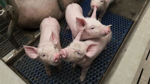 La plainte contre la TVA allemande bientôt au rancart ? La plainte contre la TVA allemande bientôt au rancart ?