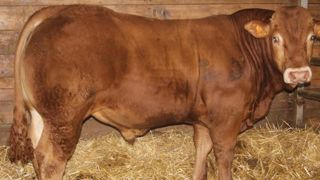 Conserver le soutien aux stations de reproducteurs bovins et ovins allaitants Conserver le soutien aux stations de reproducteurs bovins et ovins allaitants