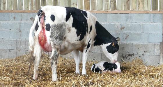 vêlage colostrum