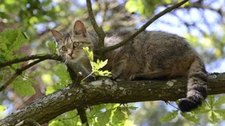 Condamnations pour avoir incité des apprentis à tuer des animaux protégés Condamnations pour avoir incité des apprentis à tuer des animaux protégés