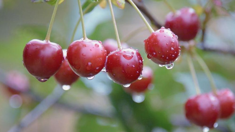 Une production minée par la météo