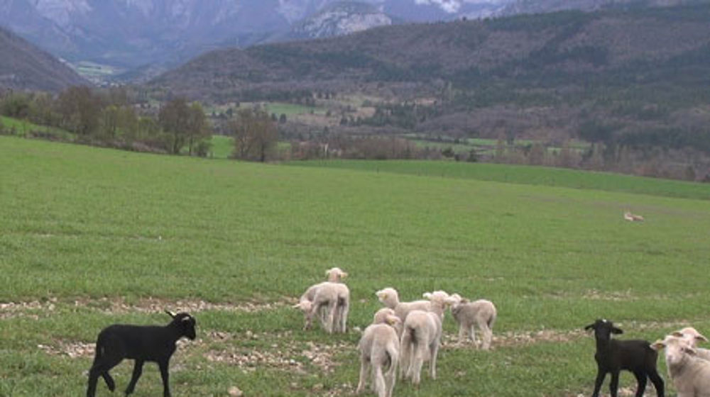 Le système élevage extensif y prédomine (ministère)