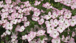 Cornus kousa ‘Miss Satomi’, l’un des best-sellers mis en lumière durant les 35 de la fête des plantes. DR Cornus kousa ‘Miss Satomi’, l’un des best-sellers mis en lumière durant les 35 de la fête des plantes. DR