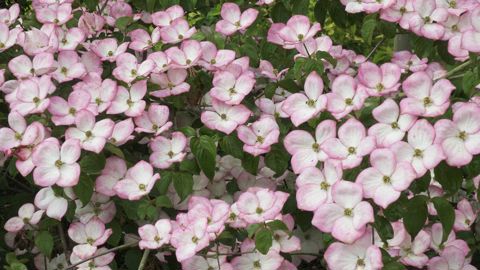 Cornus kousa ‘Miss Satomi’, l’un des best-sellers mis en lumière durant les 35 de la fête des plantes. DR