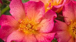 Rosa YANN ARTHUS-BERTRAND®, var. Meipelmel de PanAmerican Seed Rosa YANN ARTHUS-BERTRAND®, var. Meipelmel de PanAmerican Seed Rosa YANN ARTHUS-BERTRAND®, var. Meipelmel de PanAmerican Seed Rosa YANN ARTHUS-BERTRAND®, var. Meipelmel de PanAmerican Seed
