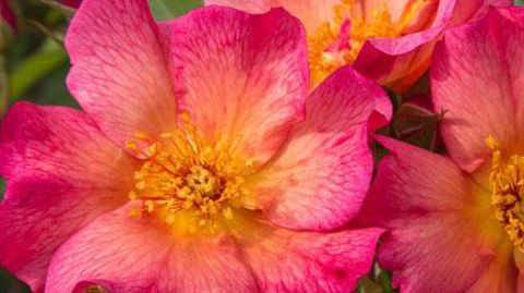 Rosa YANN ARTHUS-BERTRAND®, var. Meipelmel de PanAmerican Seed Rosa YANN ARTHUS-BERTRAND®, var. Meipelmel de PanAmerican Seed