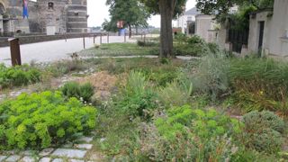 Pour les Français, le jardin est avant tout une source de plaisir, et 8 sur 10 aimeraient en avoir plus en centre-ville, à l’image d’Angers, ville classée la plus verte de France et qui fait office d’exemple pour l’Unep. ©P. Fayolle