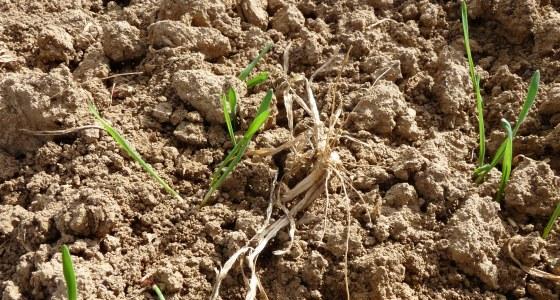 La conduite de l’irrigation devrait être le principal souci cette année, avec le blé dur qui devrait s'ajouter aux cultures qui auront besoin d'apports d'eau.