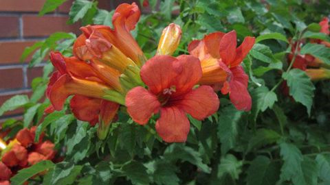 Photo : Valérie Vidril Campsis x tagliabuana SUMMER JAZZ FIRE ‘Takarazuka Fresa' a obtenu l'or au concours de l'innovation du salon polonais Green is life.