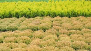 Une pépinière en Pologne. Ce pays, membre de l'ENA, voit ses mises en culture progresser, ses marchés du jardin et des collectivités se développer, mais ses prévisions d'exportations se rétracter.  ©Valérie Vidril Une pépinière en Pologne. Ce pays, membre de l'ENA, voit ses mises en culture progresser, ses marchés du jardin et des collectivités se développer, mais ses prévisions d'exportations se rétracter.  ©Valérie Vidril