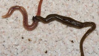 Les plathelminthes terrestres, des vers plats prédateurs d'animaux du sol, dont nos lombrics, ont longtemps été confondus avec d'autres animaux (petits serpents, sangsues, ténias). Un climat doux et humide pourrait favoriser leur expansion. Ici, Bipalium kewense, photographié en France. ©Pierre Gros - CCBY4.0 Les plathelminthes terrestres, des vers plats prédateurs d'animaux du sol, dont nos lombrics, ont longtemps été confondus avec d'autres animaux (petits serpents, sangsues, ténias). Un clima Les plathelminthes terrestres, des vers plats prédateurs d'animaux du sol, dont nos lombrics, ont longtemps été confondus avec d'autres animaux (petits serpents, sangsues, ténias). Un climat doux et humide pourrait favoriser leur expansion. Ici, Bipalium kewense, photographié en France. ©Pierre Gros - CCBY4.0 Les plathelminthes terrestres, des vers plats prédateurs d'animaux du sol, dont nos lombrics, ont longtemps été confondus avec d'autres animaux (petits serpents, sangsues, ténias). Un clima